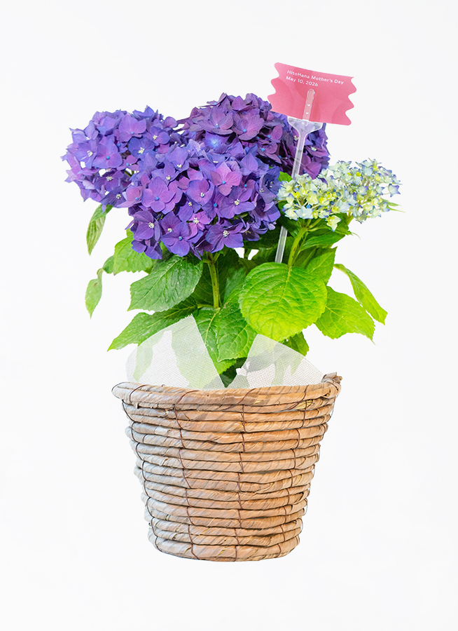母の日】あじさい 鉢植えのお花 ホットチボリ ブルー ブラウン