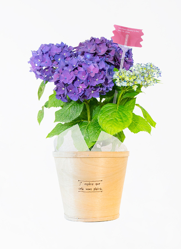 hydrangea-deeppurple-2025-