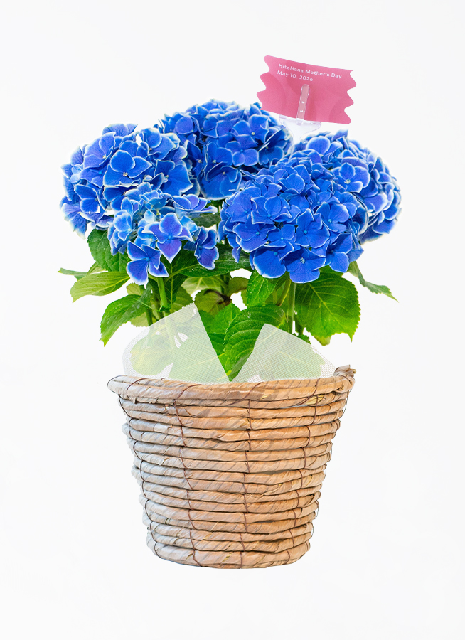 母の日】あじさい 鉢植えのお花 ホットチボリ ブルー ブラウン