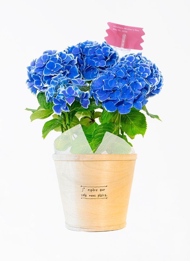 母の日】あじさい 鉢植えのお花 ホットチボリ ブルー ウッドポット