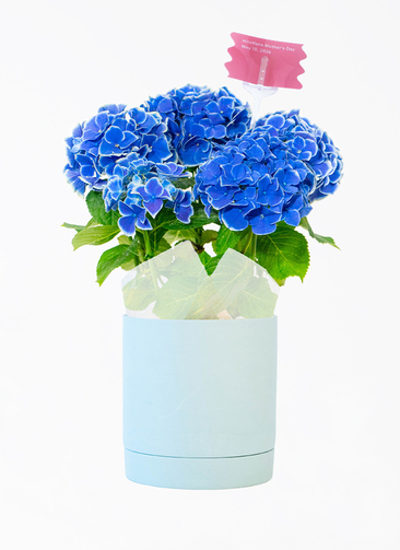 母の日】あじさい 鉢植えのお花 ホットチボリ ブルー 陶器鉢 青緑 M