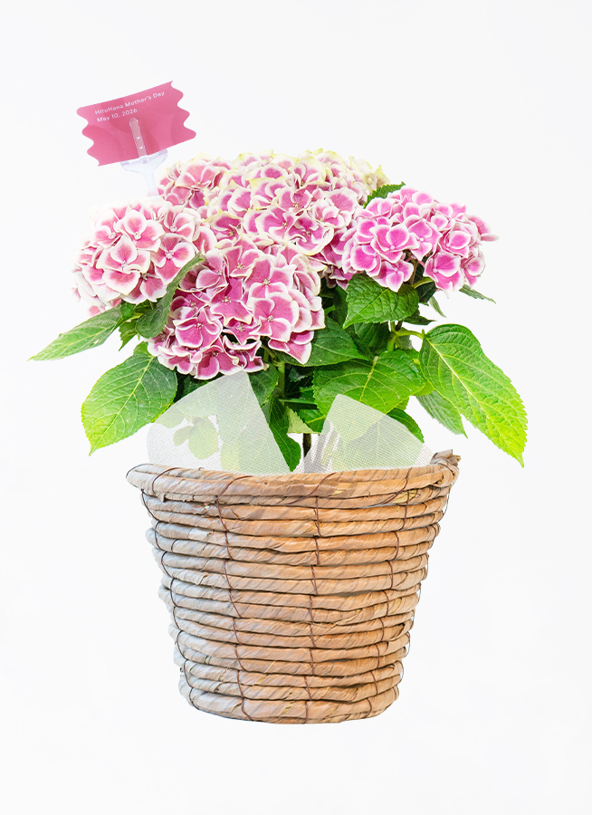 母の日】あじさい 鉢植えのお花 ホットチボリ ピンク ウッドポット
