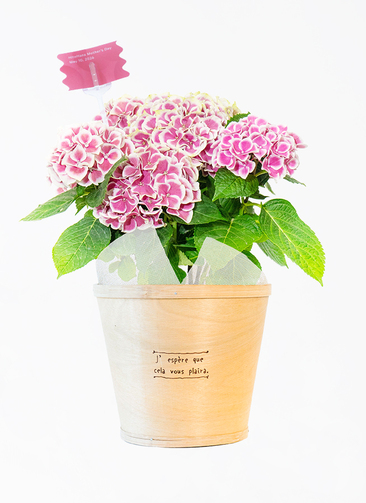母の日】あじさい 鉢植えのお花 ホットチボリ ピンク ウッドポット