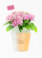 わかば　紫陽花　紫陽花　ホットチボリピンク　ツリー仕立て　スタンド　2鉢 母の日】あじさい 鉢植えのお花 ホットチボリ ピンク ウッドポット