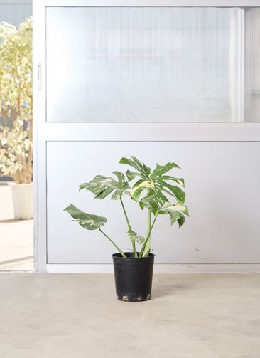 観葉植物 モンステラ【80cm】7号 斑入り プラスチック鉢 #69045 | 観葉