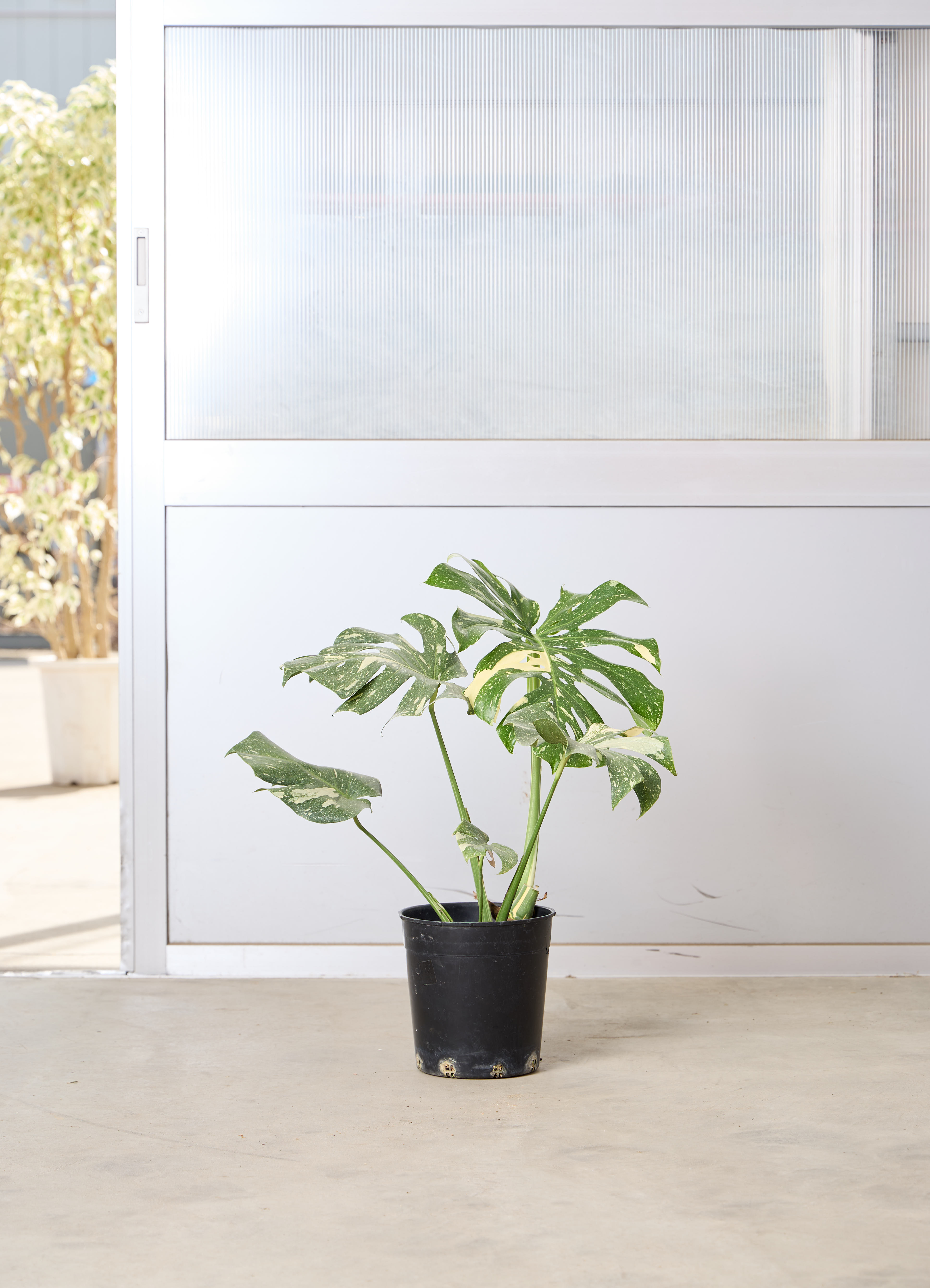観葉植物 モンステラ【80cm】7号 斑入り プラスチック鉢 #69045 | 観葉