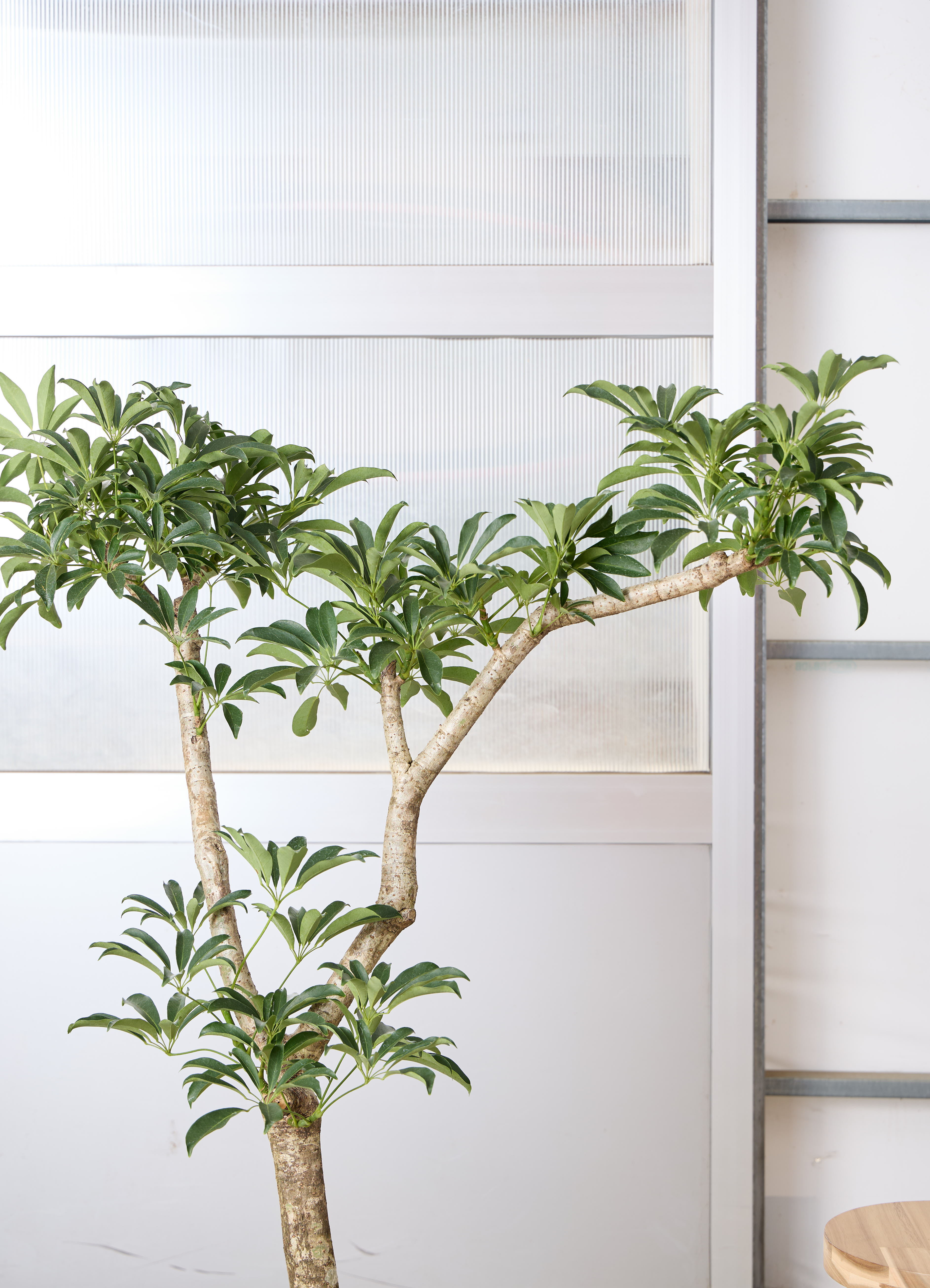 観葉植物 シェフレラ 【138cm】 8号 #70773 ※1都3県配送限定商品 