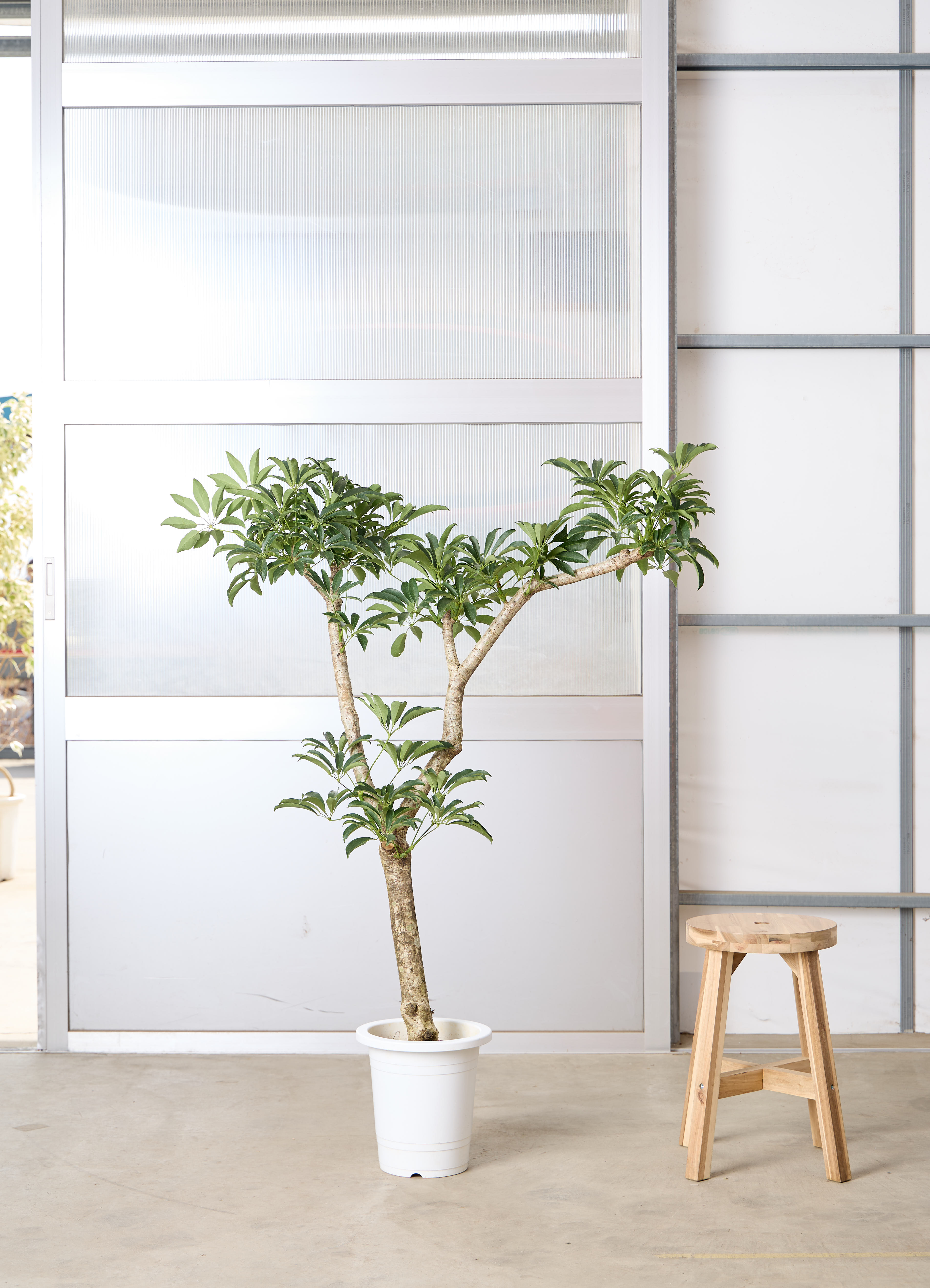 観葉植物 シェフレラ 【138cm】 8号 #70773 ※1都3県配送限定商品 