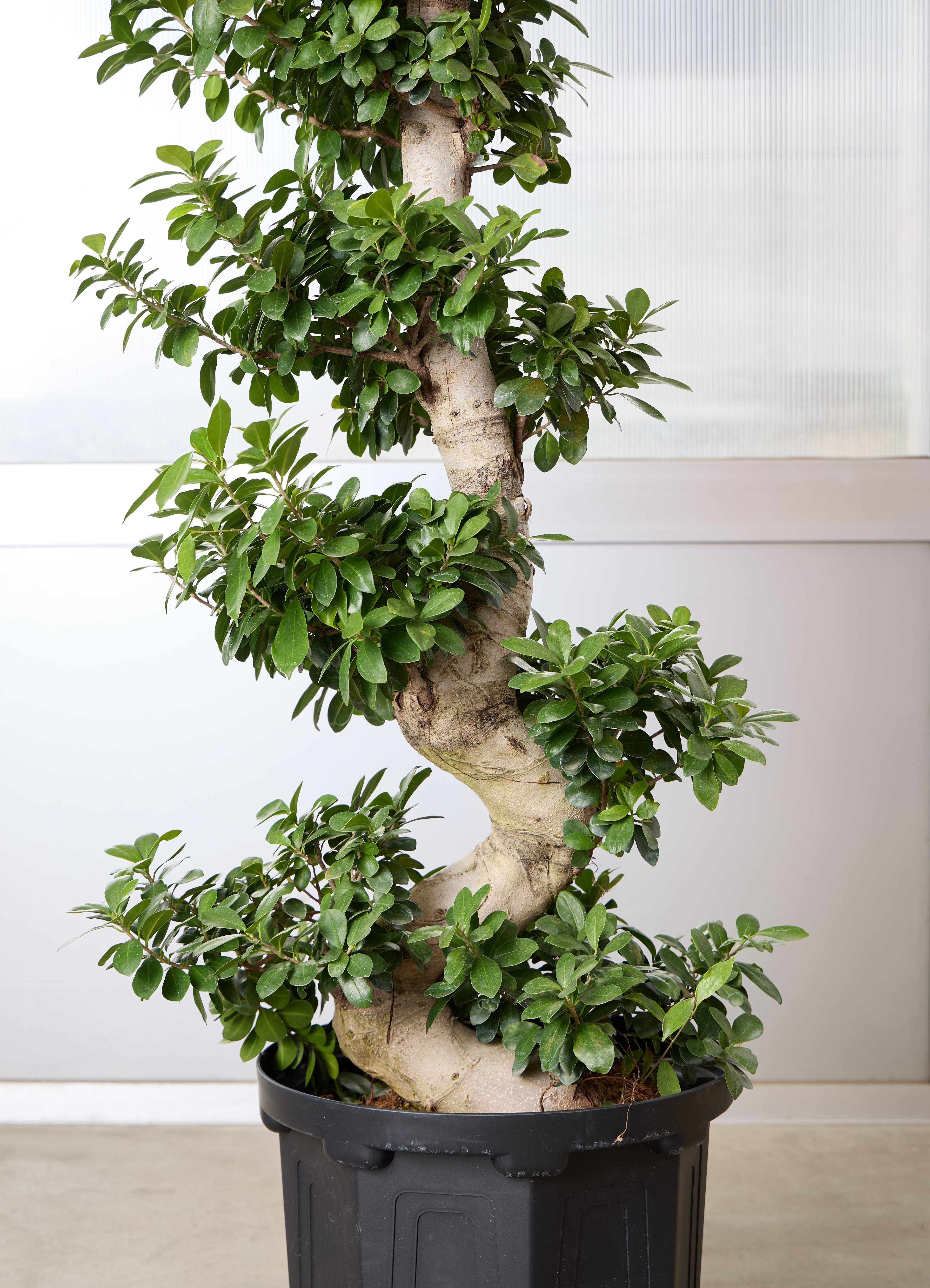 観葉植物 ガジュマル 【150cm】 13号 プラスチック鉢 #70758 | 観葉