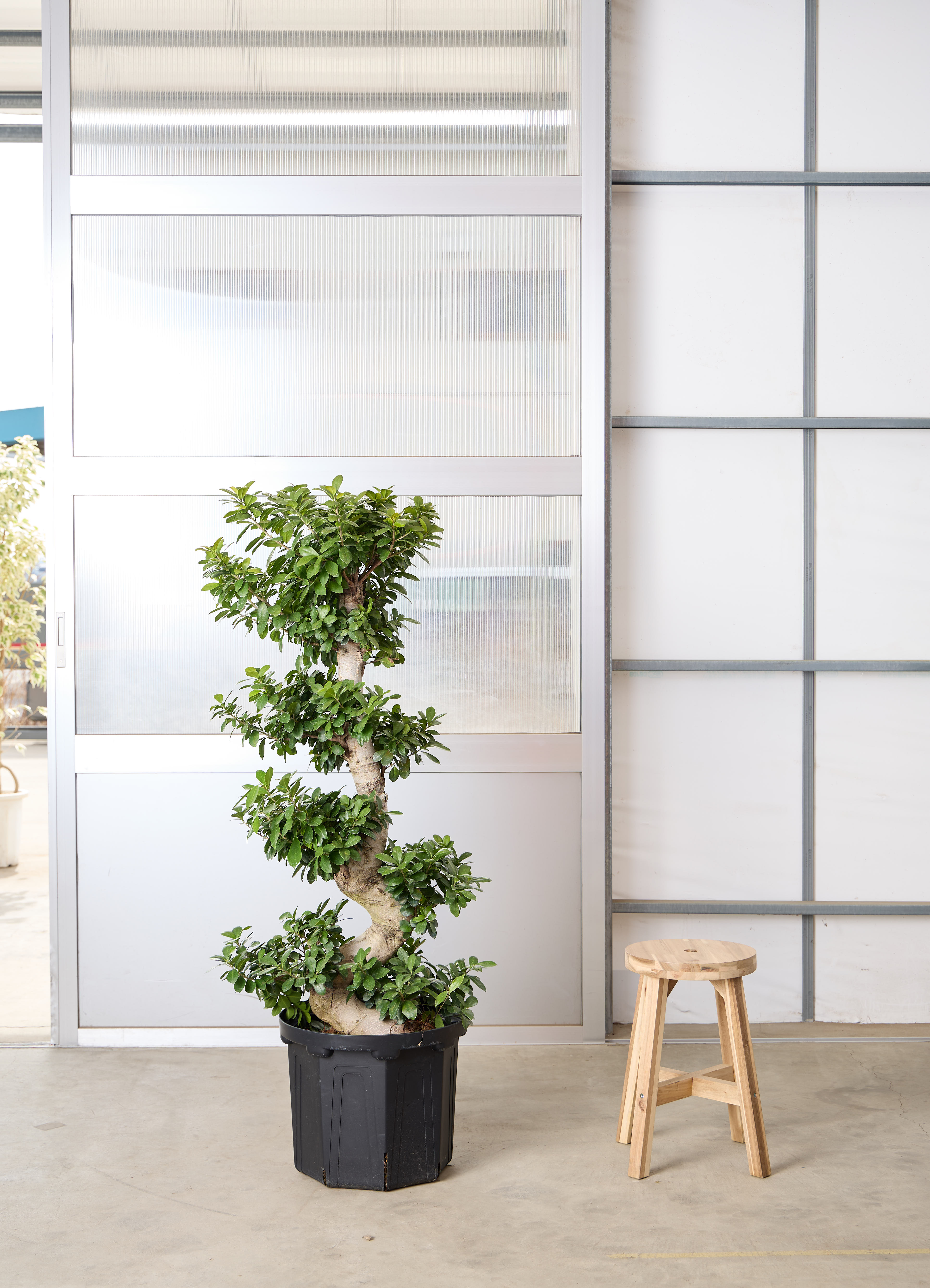 観葉植物 ガジュマル 【150cm】 13号 プラスチック鉢 #70758 | 観葉