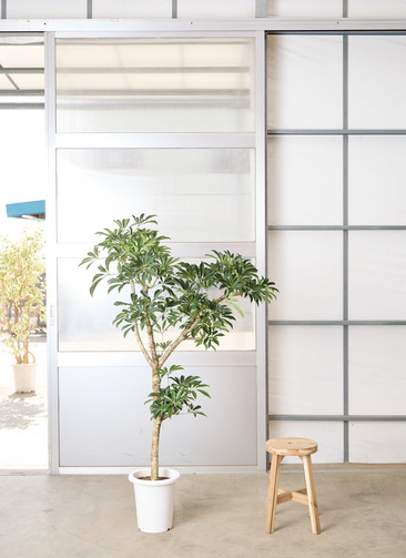 観葉植物 シェフレラ 【170cm】 9号 プラスチック鉢 #70764 ※1都3県