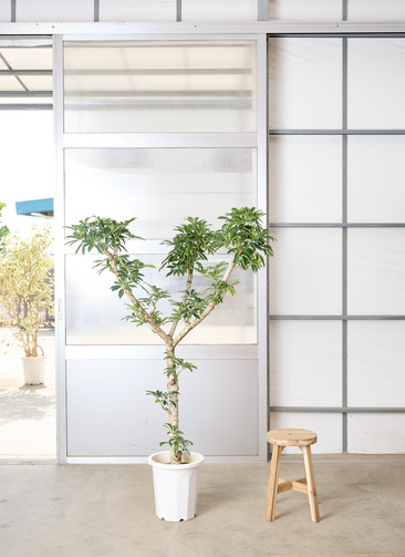 観葉植物 シェフレラ【165cm】 10号 プラスチック鉢 #70765 ※1都3県