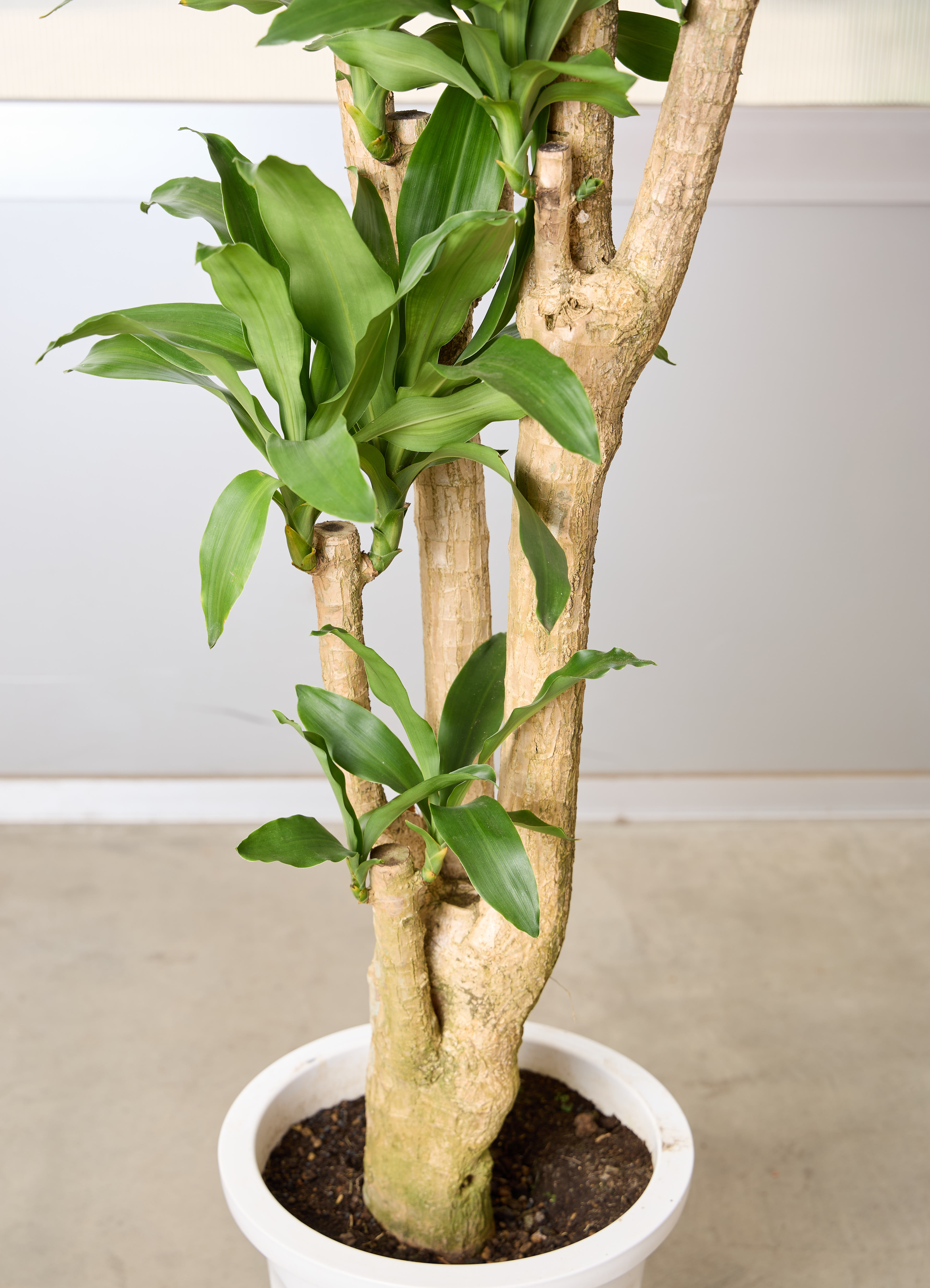 観葉植物 ドラセナ 幸福の木 【200cm】 10号 プラスチック鉢 #70778 ※1