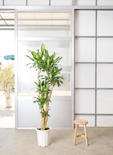 植木　ドラセナ（約3m80cm） 観葉植物 ドラセナ 幸福の木 10号 ノーマル ウッドプランター 付き