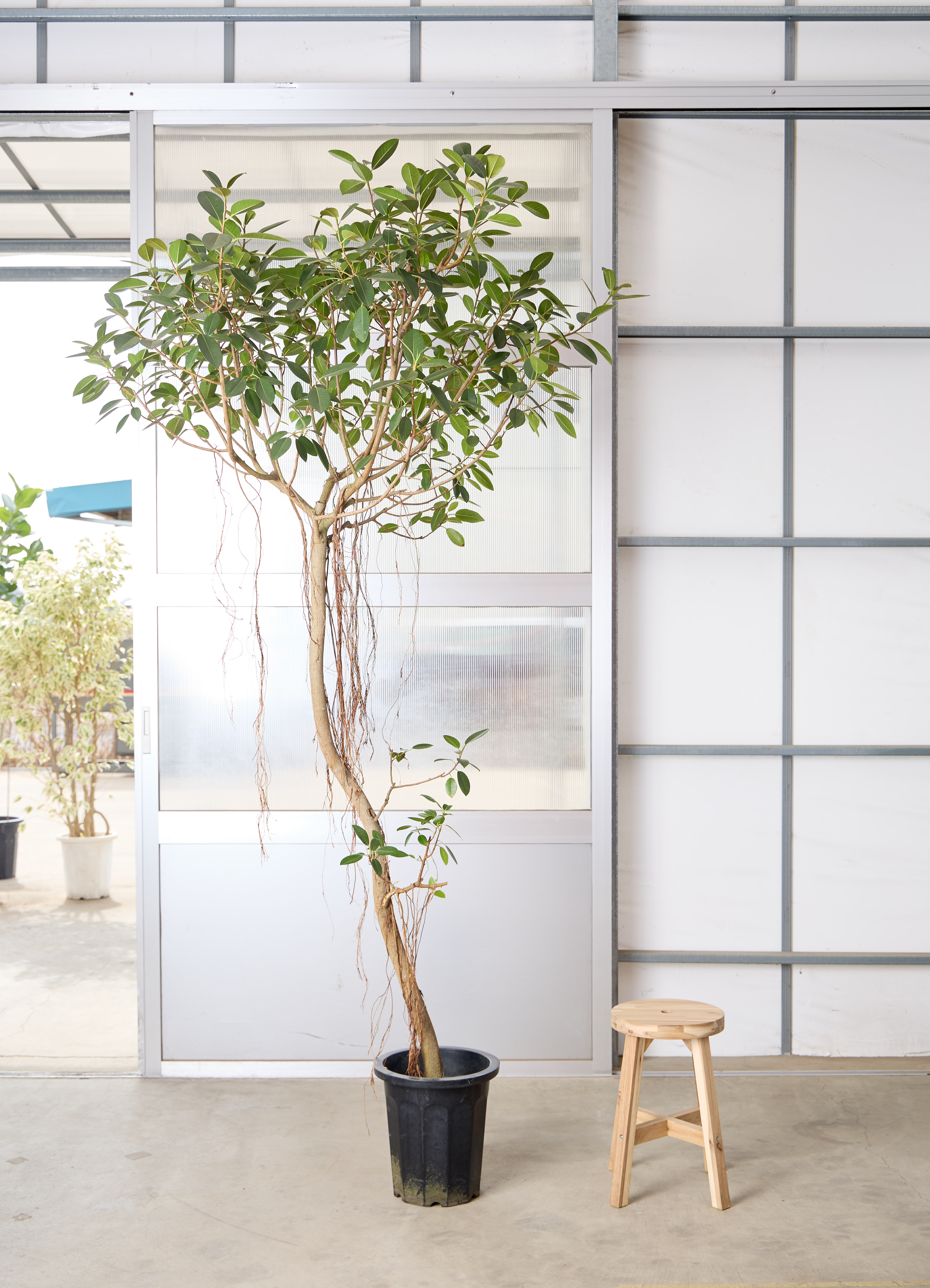 観葉植物 フランスゴムの木 風水 | HitoHana（ひとはな）