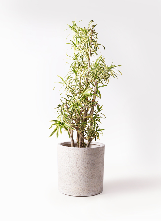ドラセナ ソング オブ インディア ノーマル | 観葉植物通販HitoHana