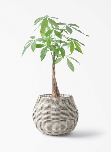 観葉植物 パキラ 5号 ねじり ジェミニ バスケット グレイ 付き | 観葉