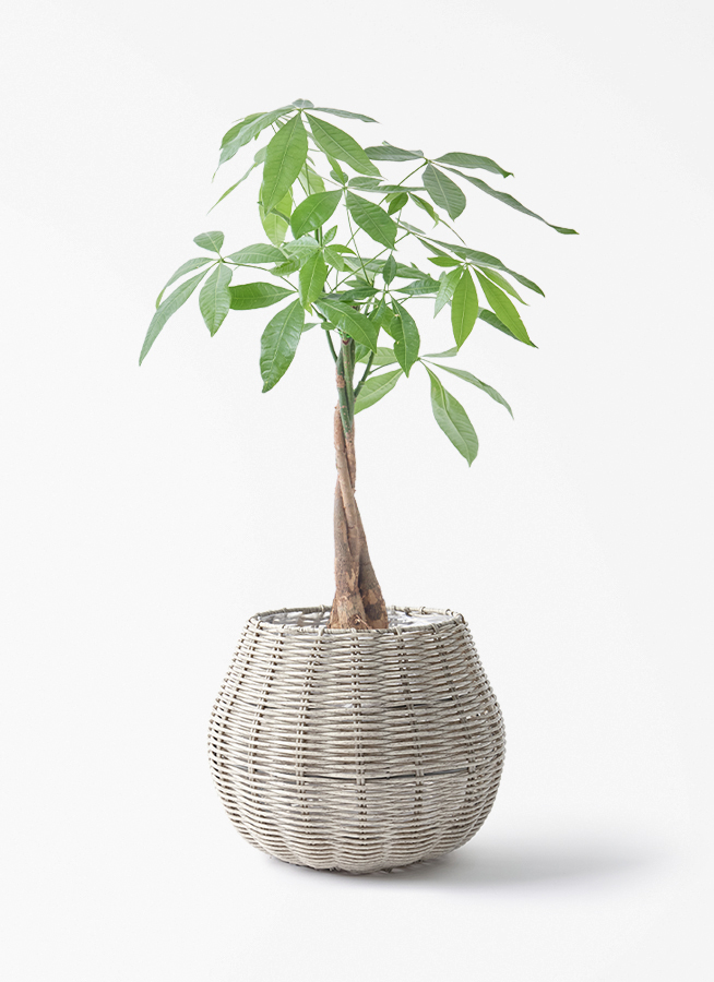 観葉植物 パキラ 5号 ねじり ジェミニ バスケット グレイ 付き | 観葉
