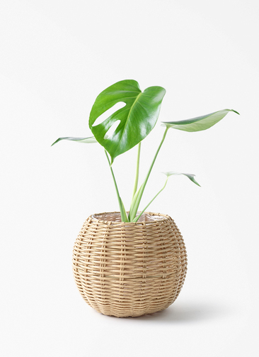 観葉植物 モンステラ 4号 ボサ造り ジェミニ バスケット ナチュラル