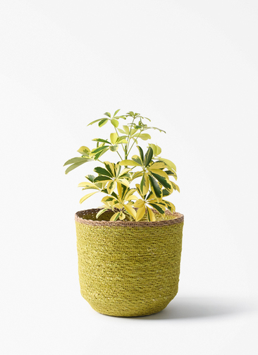 観葉植物 シェフレラ（カポック） 4号 斑入り シーグラスポット