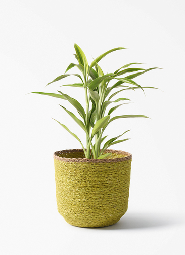 観葉植物 ドラセナ サンデリアーナ ゴールド 4号 シーグラスポット