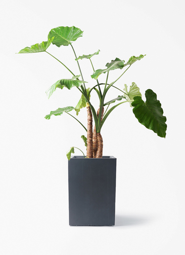 alocasia-869_1.jpg?1772610839
