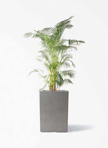 観葉植物 アレカヤシ 10号 ミロスロング グレー 付き | 観葉植物なら