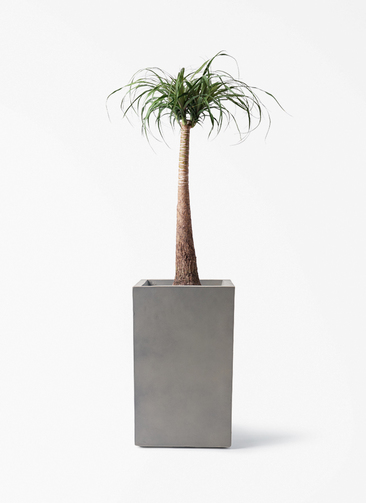 beaucarnea-recurvata-383_1.jpg
