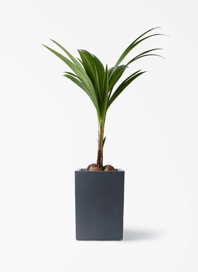 ココヤシ | 観葉植物の通販ならHitoHana（ひとはな）