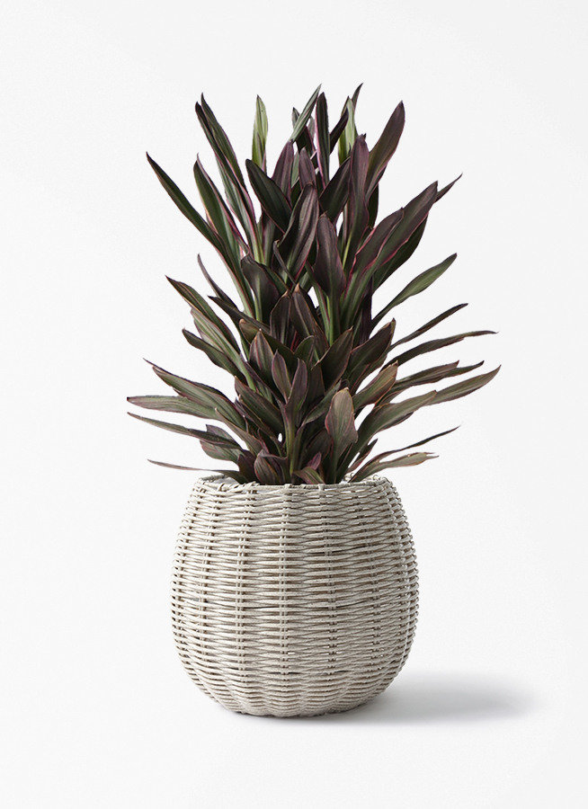 希少品種　コルジリネ　サンゴ　アンティーク調陶器鉢　植え込み発送 コルディリネ (コルジリネ) サンゴ | 観葉植物通販HitoHana(ひとはな)