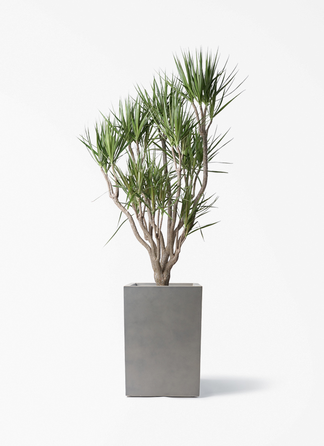 dracaena-concinna-ippon-74_1.