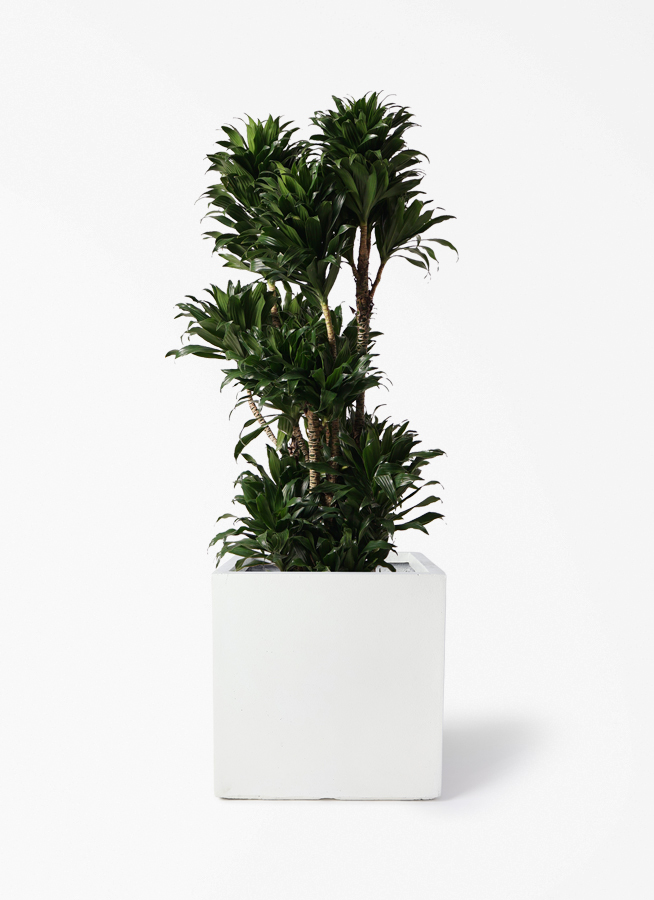 dracaena-compacta-491_1.jpg?