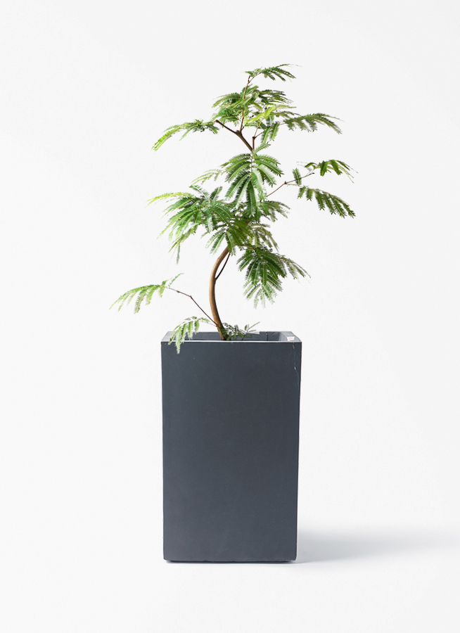 観葉植物 エバーフレッシュ 8号 曲り ミロスロング 墨 付き | 観葉植物