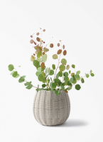 eucalyptus-278_1.jpg?1772614134