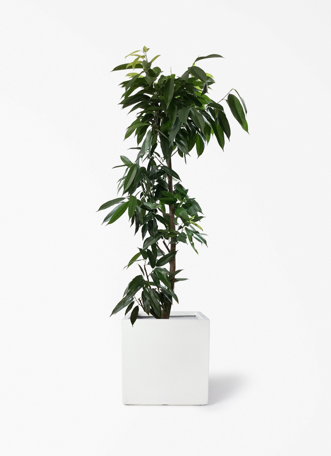 ficus-amsterdam-king-312_1.jpg