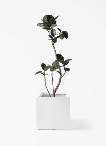 観葉植物 フィカス バーガンディ 8号 曲り ベータ キューブプランター