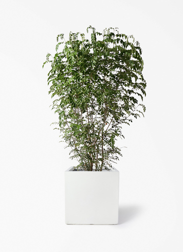 観葉植物 シマトネリコ 10号 ベータ キューブプランター ホワイト 付き