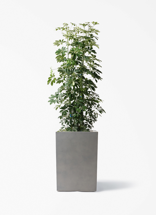 観葉植物 観葉植物 クルシア ロゼア プリンセス 8号 アルマ ミドル 付き | 観葉