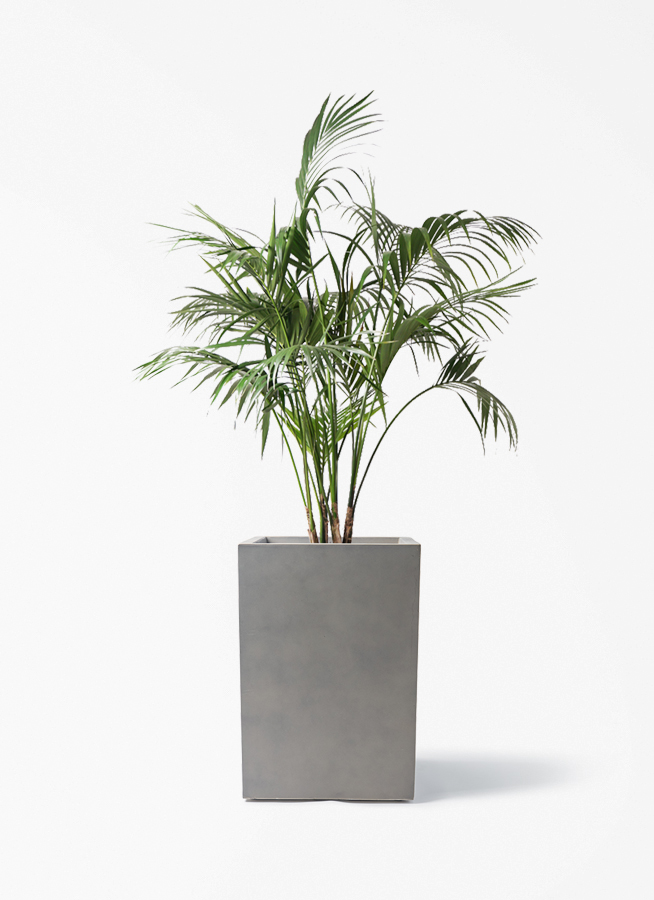 観葉植物 ケンチャヤシ 10号 ミロスロング グレー 付き | 観葉植物なら