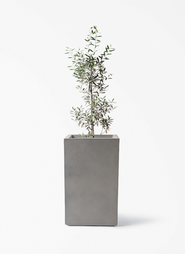 観葉植物 オリーブの木 8号 チプレッシーノ ミロスロング グレー 付き