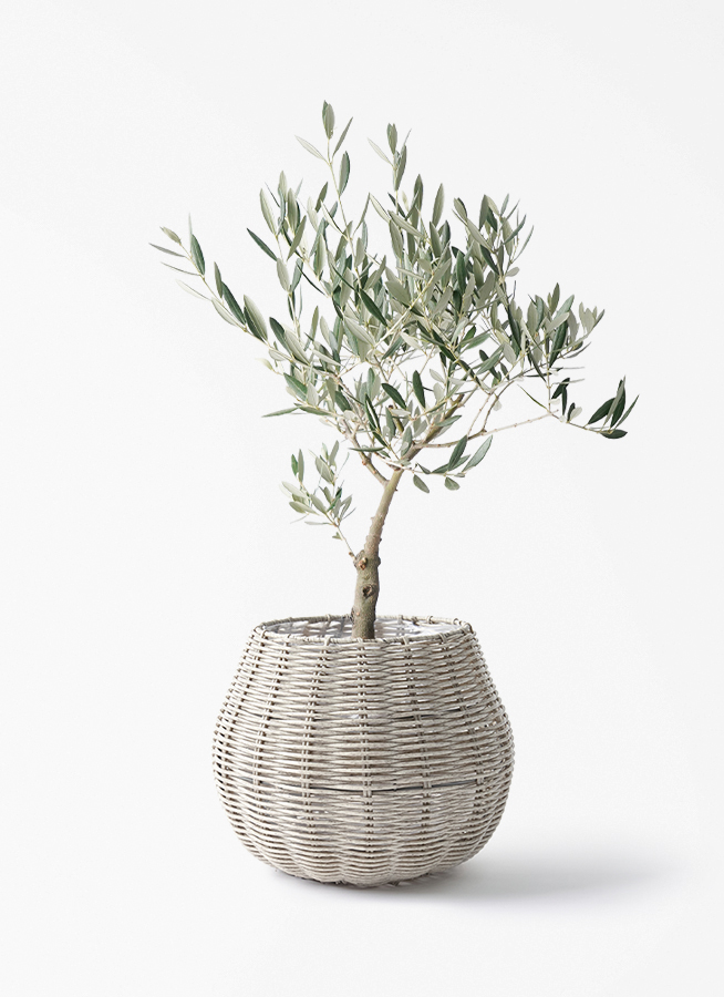 観葉植物 オリーブの木 4号 創樹 プラスチック鉢 | 観葉植物なら