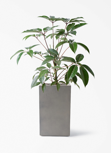 観葉植物 ツピダンサス 8号 ボサ造り ミロスロング グレー 付き | 観葉