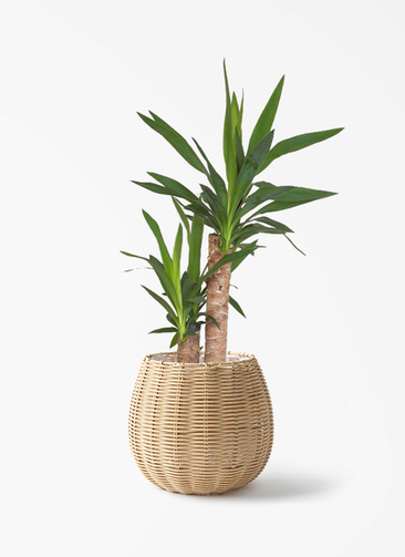 観葉植物 ユッカ 6号 ノーマル ジェミニ バスケット ナチュラル 付き
