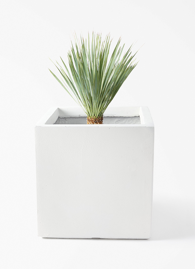 観葉植物 ユッカ 8号 ロストラータ ベータ キューブプランター