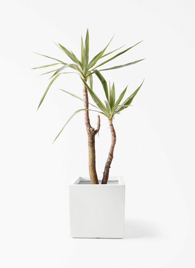 観葉植物 ユッカ 8号 斑入り ベータ キューブプランター ホワイト 付き