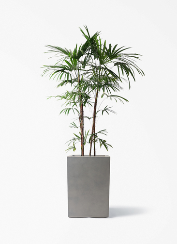 観葉植物 シュロチク（棕櫚竹） 10号 ミロスロング グレー 付き | 観葉