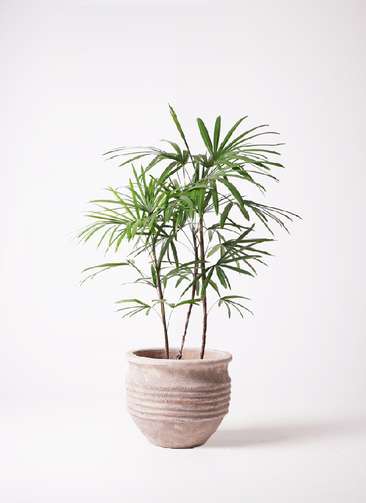 棕櫚竹　シュロチク　8 観葉植物 シュロチク（棕櫚竹） 8号 テラアストラ リゲル 赤茶色 付き