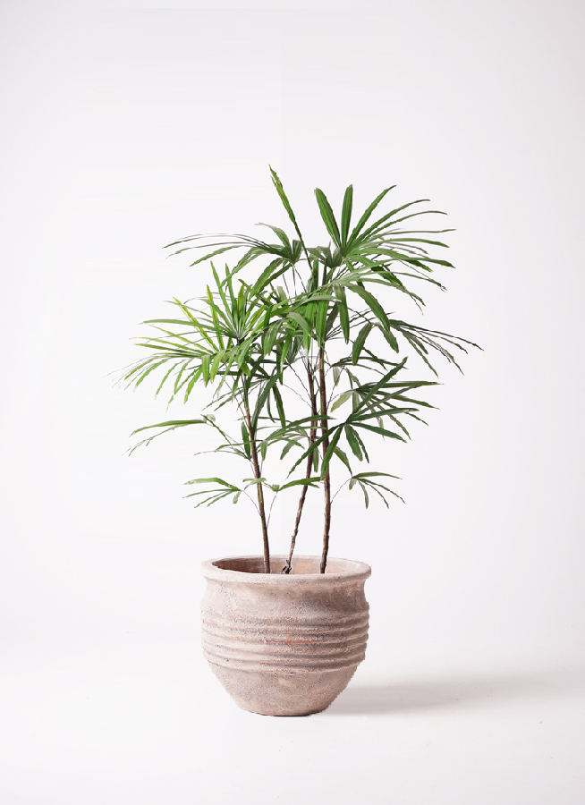 観葉植物 シュロチク（棕櫚竹） 8号 テラアストラ リゲル 赤茶色 付き
