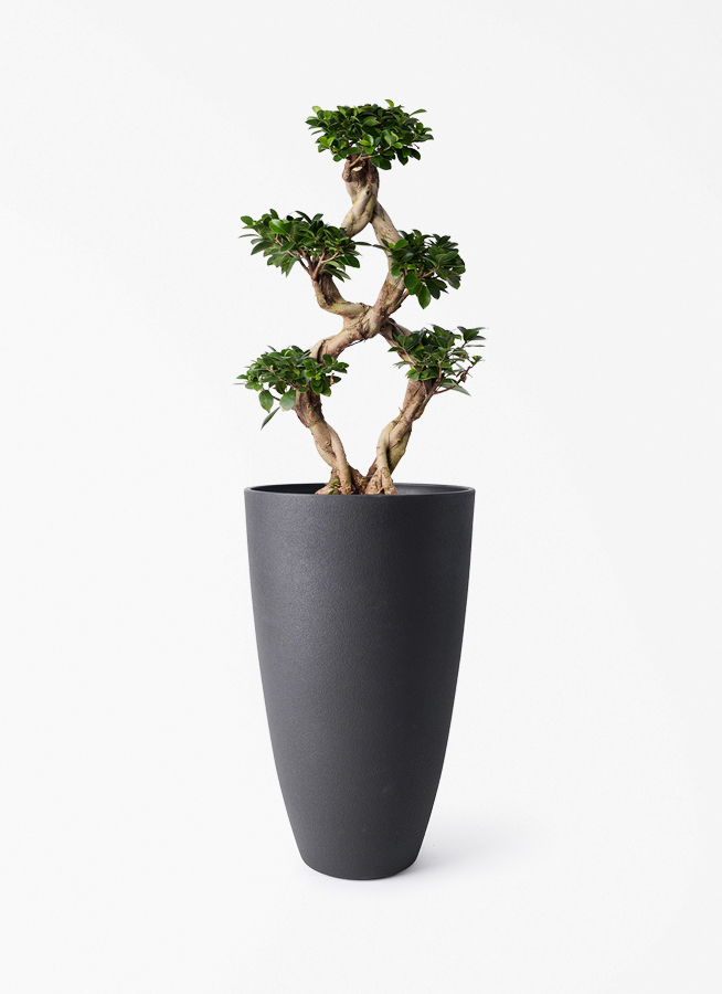 chinese-banyan-864_1.jpg?