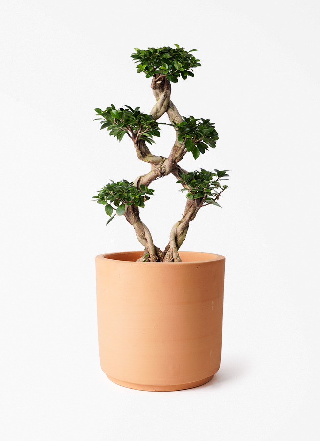観葉植物 ガジュマル 8号 8の字 インティ シリンダー 付き | 観葉植物